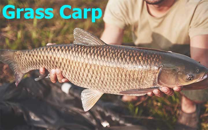 Grass Carp