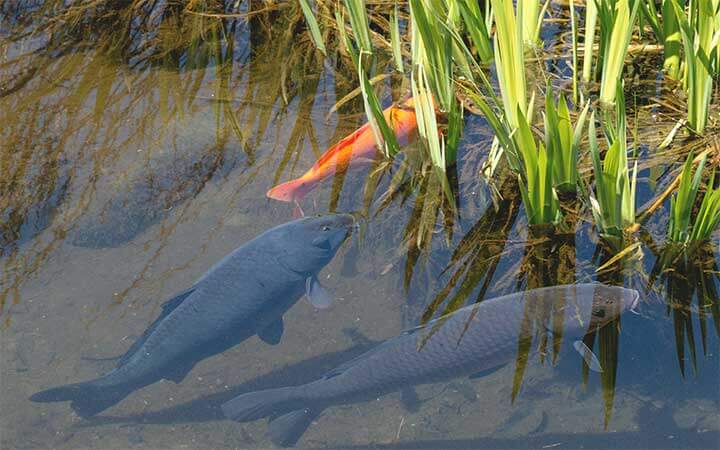 Grass Carp food habits