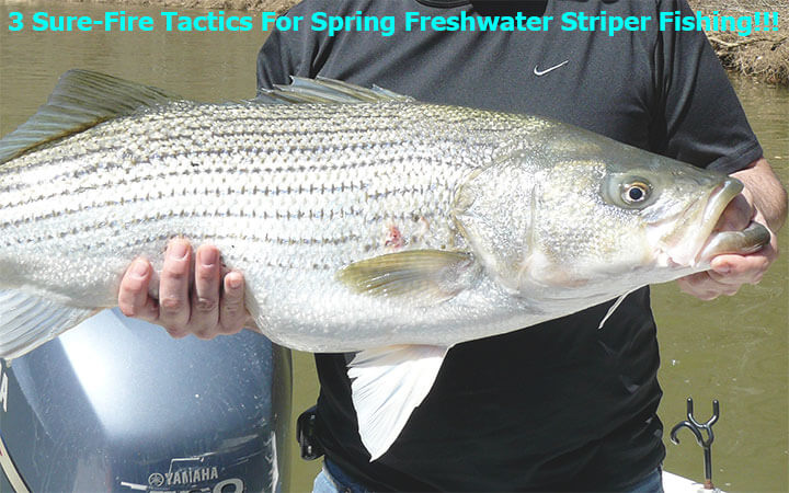 3 Sure-Fire Tactics For Spring Freshwater Striper Fishing