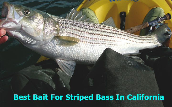 Best Bait For Striped Bass In California