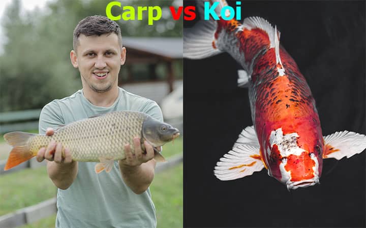 Carp vs Koi