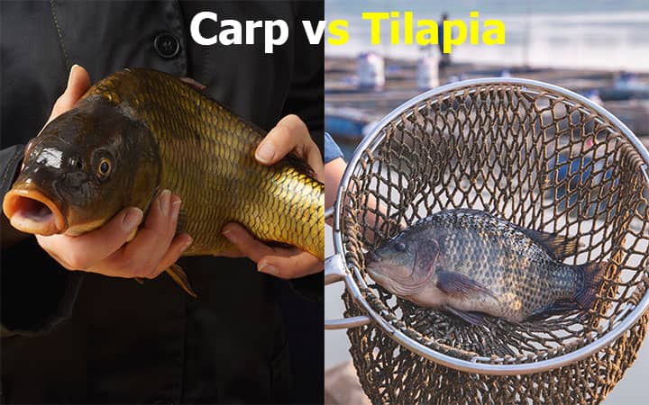 Carp vs Tilapia