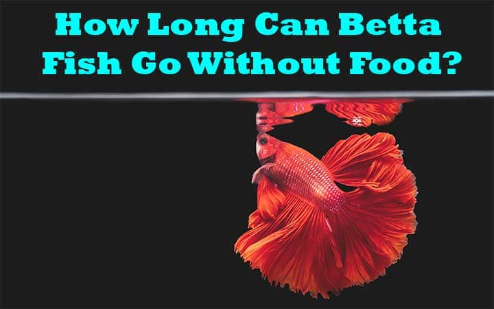 How Long Can Betta Fish Go Without Food?