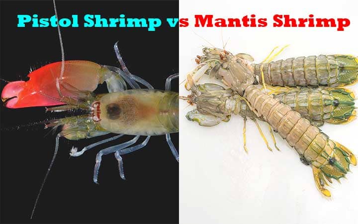 Pistol Shrimp vs Mantis Shrimp