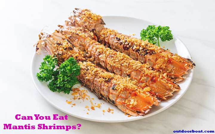 Can You Eat Mantis Shrimps