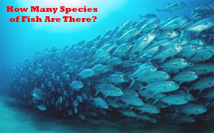 How Many Species of Fish Are There?