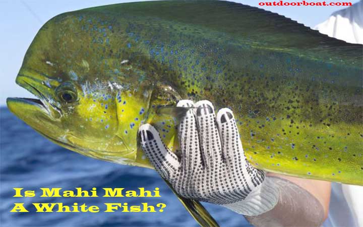 Is Mahi Mahi A White Fish?