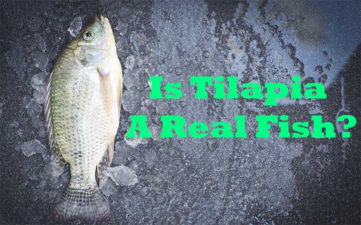 Is Tilapia A Real Fish?