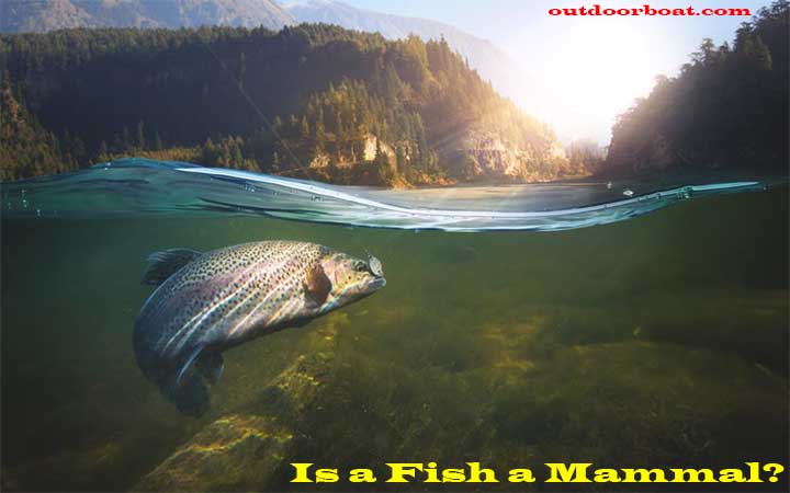 Is a Fish a Mammal