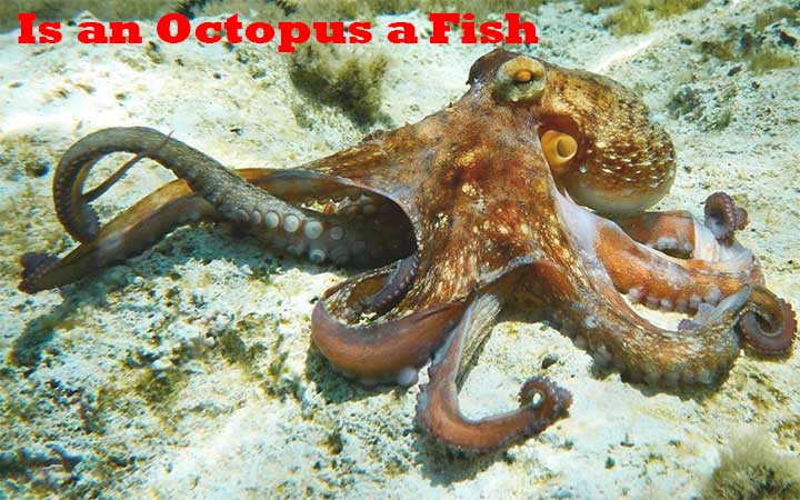 Is an Octopus a fish