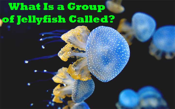 What Is a Group of Jellyfish Called?