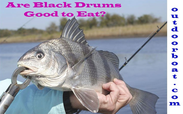 Are Black Drums Good to Eat?