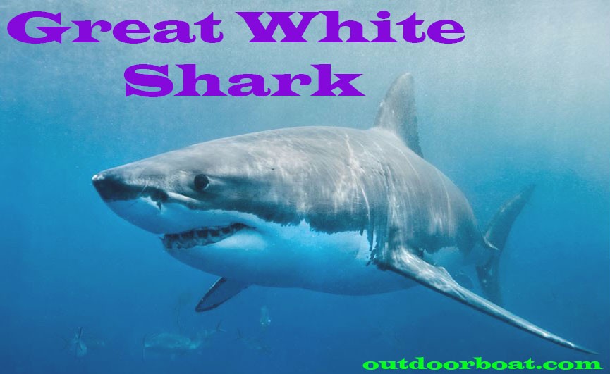 Great White Shark