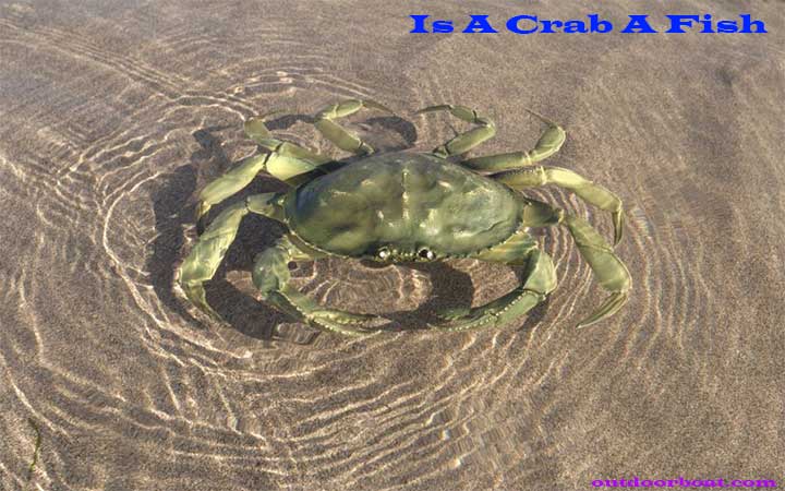 Is A Crab A Fish?