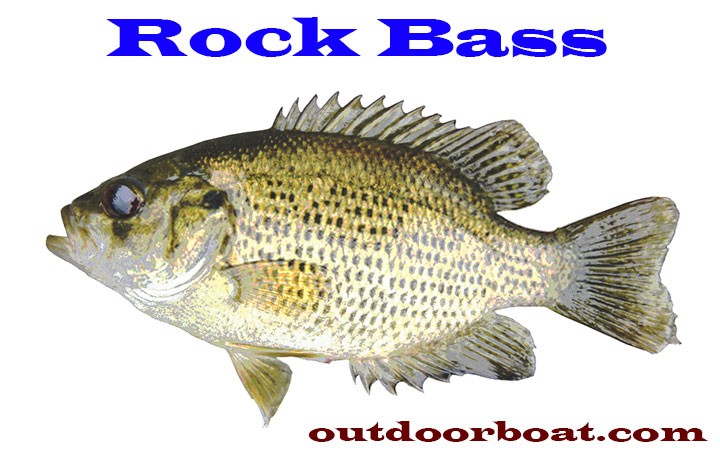 Rock Bass Fish