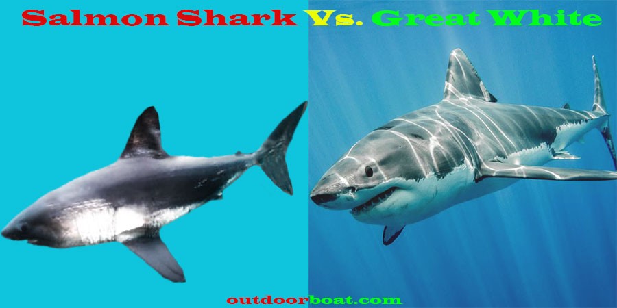 Salmon Shark vs Great White Comparison
