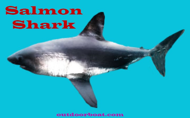 Salmon Shark
