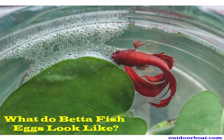 What do Betta Fish Eggs Look Like?