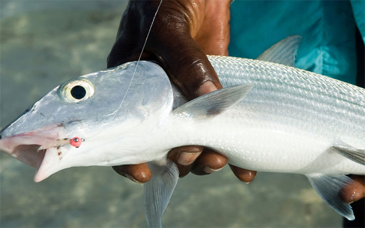 Are Bonefish Good To Eat