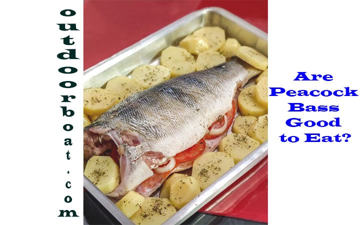 Are Peacock Bass Good to Eat?