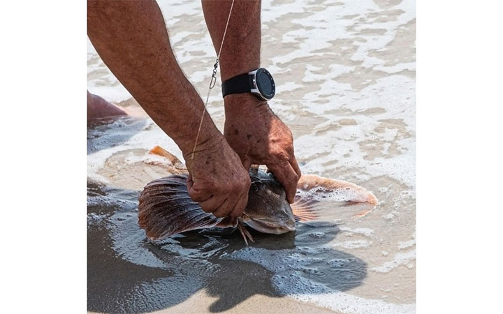 Can You Eat Sea Robin