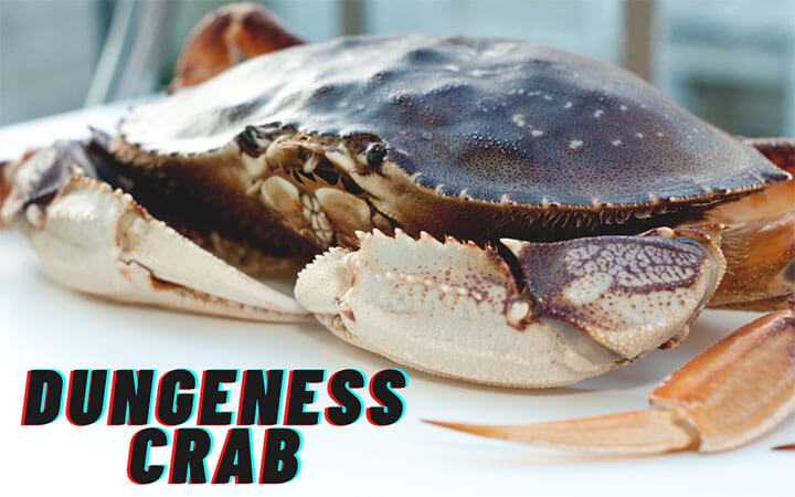 Dungeness Crab