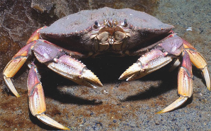 How To Keep Dungeness Crab Alive After Catching