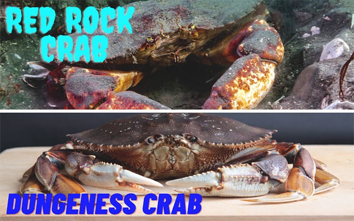 Red Rock Crab vs. Dungeness