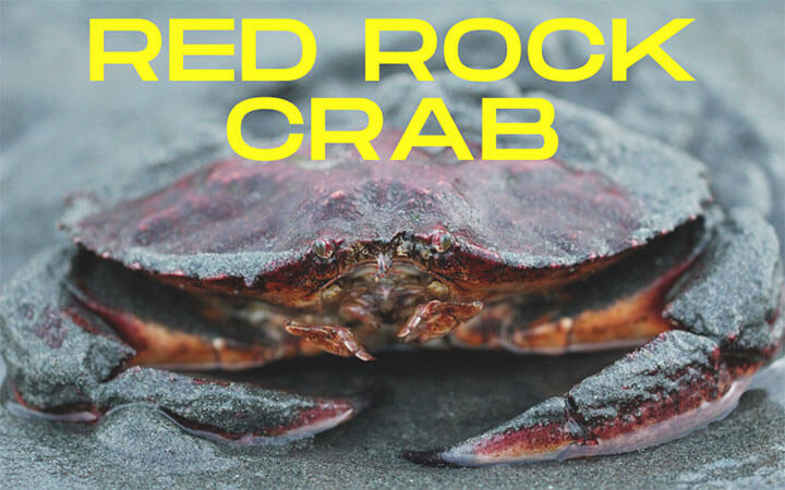 Red Rock Crab