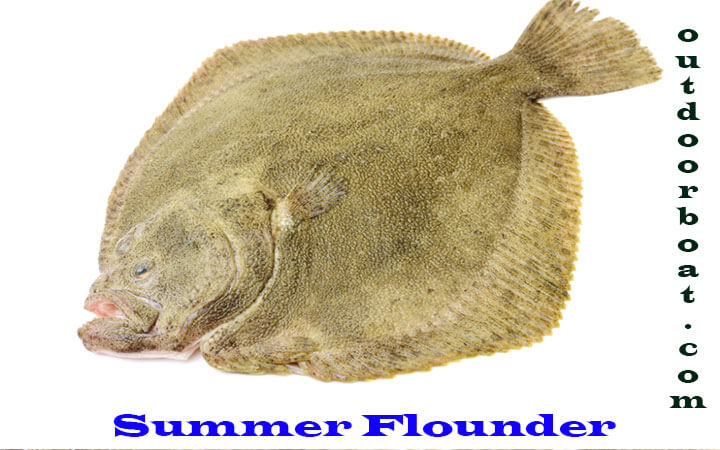 Summer Flounder
