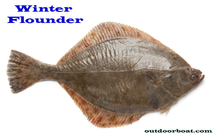 Winter Flounder 