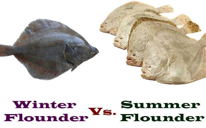 Winter Flounder Vs. Summer Flounder