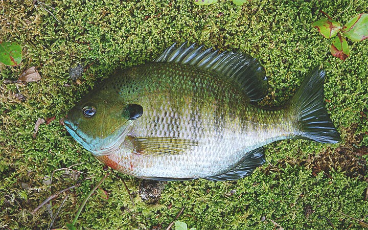 Are Bluegill Good To Eat?
