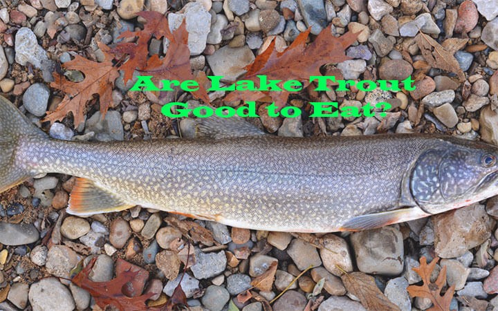 Are Lake Trout Good to Eat?