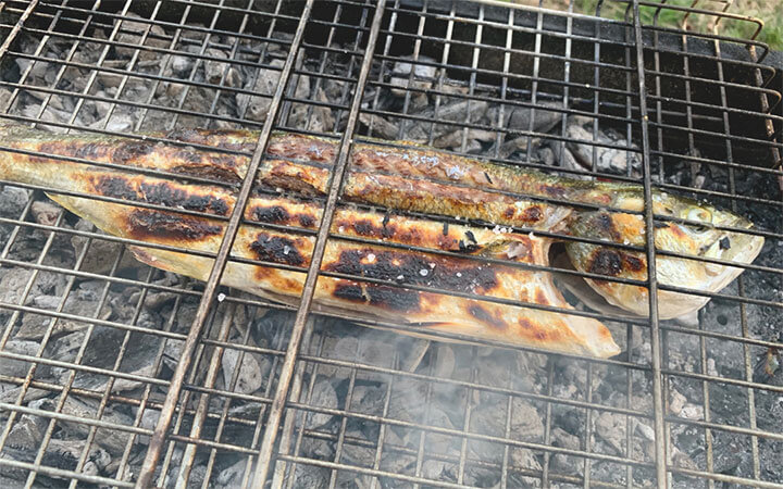 Are Bluefish Good to Eat?