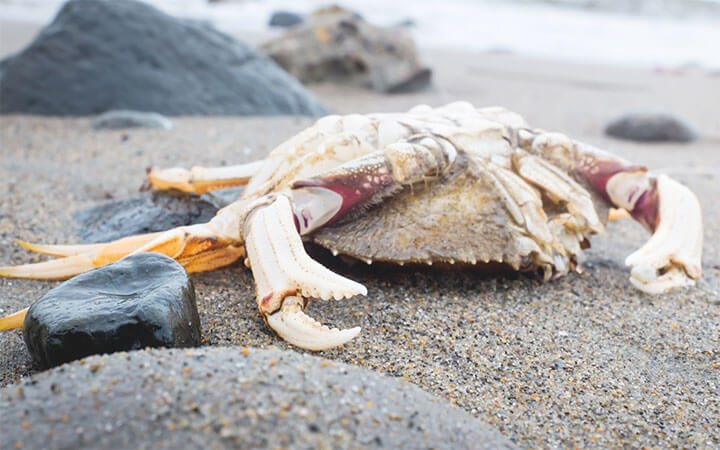 Can You Eat Dead Crabs?