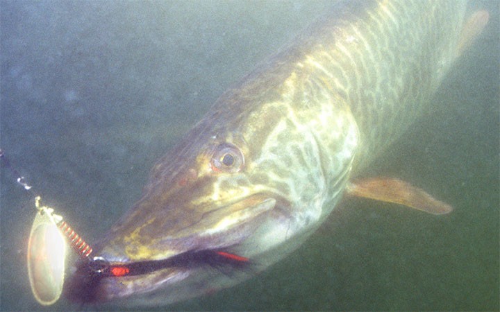 Can You Eat Muskie Fish?