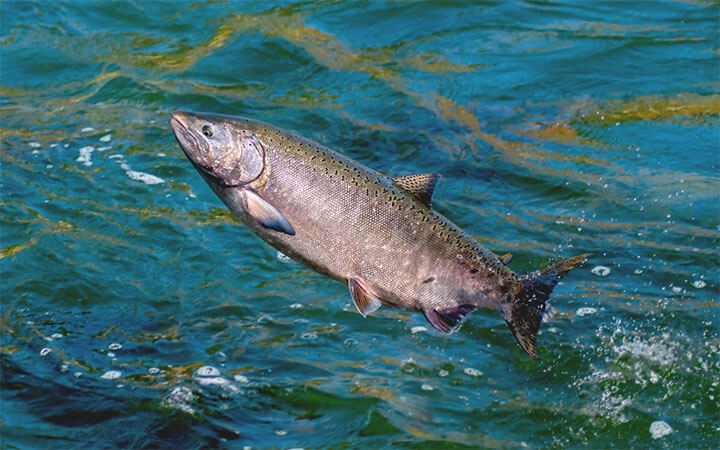 Where Can You Fish Without A License In California