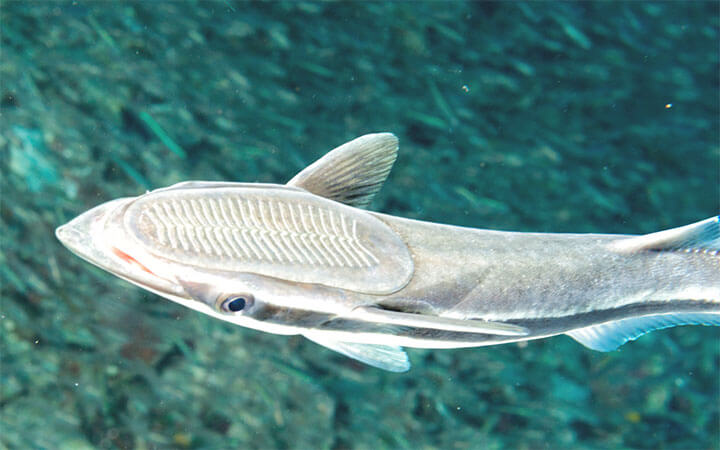 Can You Eat Suckerfish?