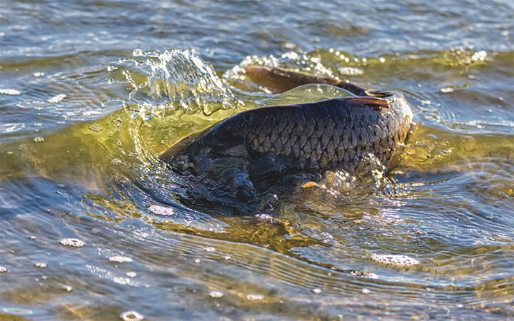 How Long Do Carp Spawn For?
