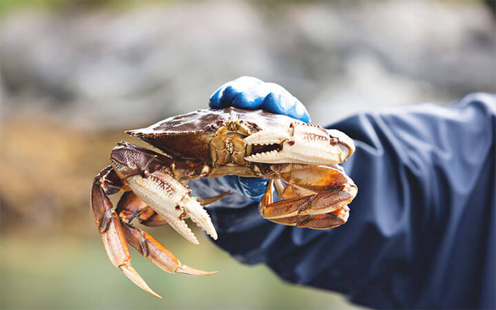 How Much Does A Dungeness Crab Weigh