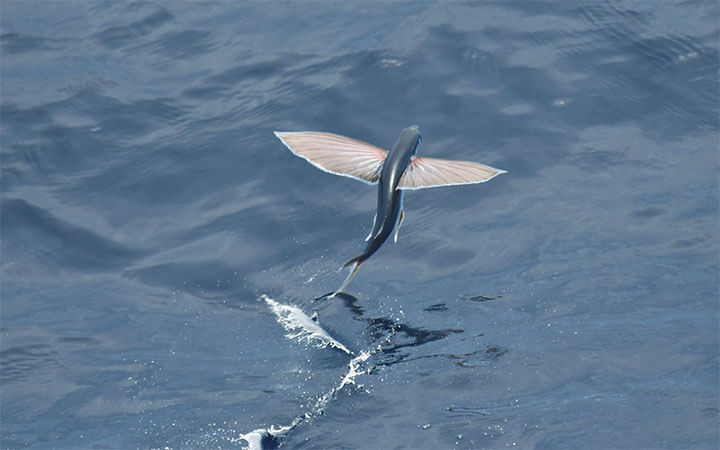 What Do Flying Fish Eat
