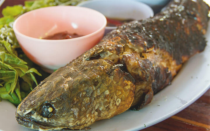 What Do Snakehead Fish Eat?