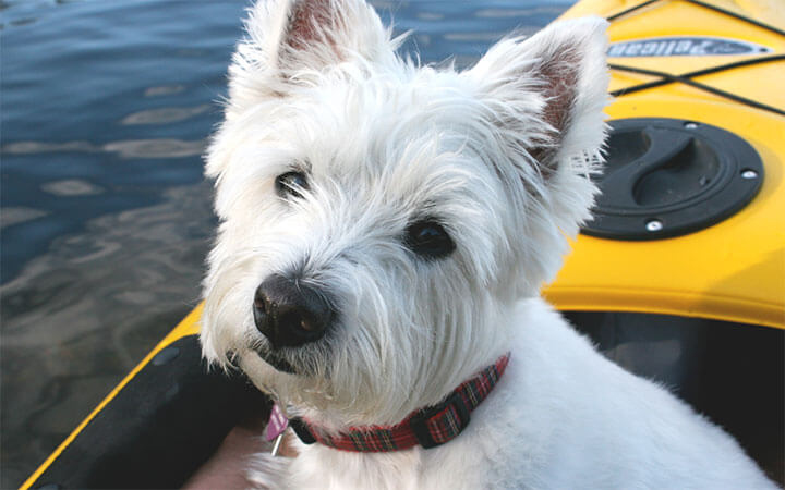 How to Kayak with a Dog