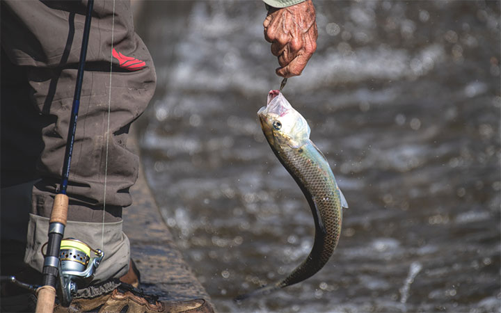 How To Keep Shad Alive